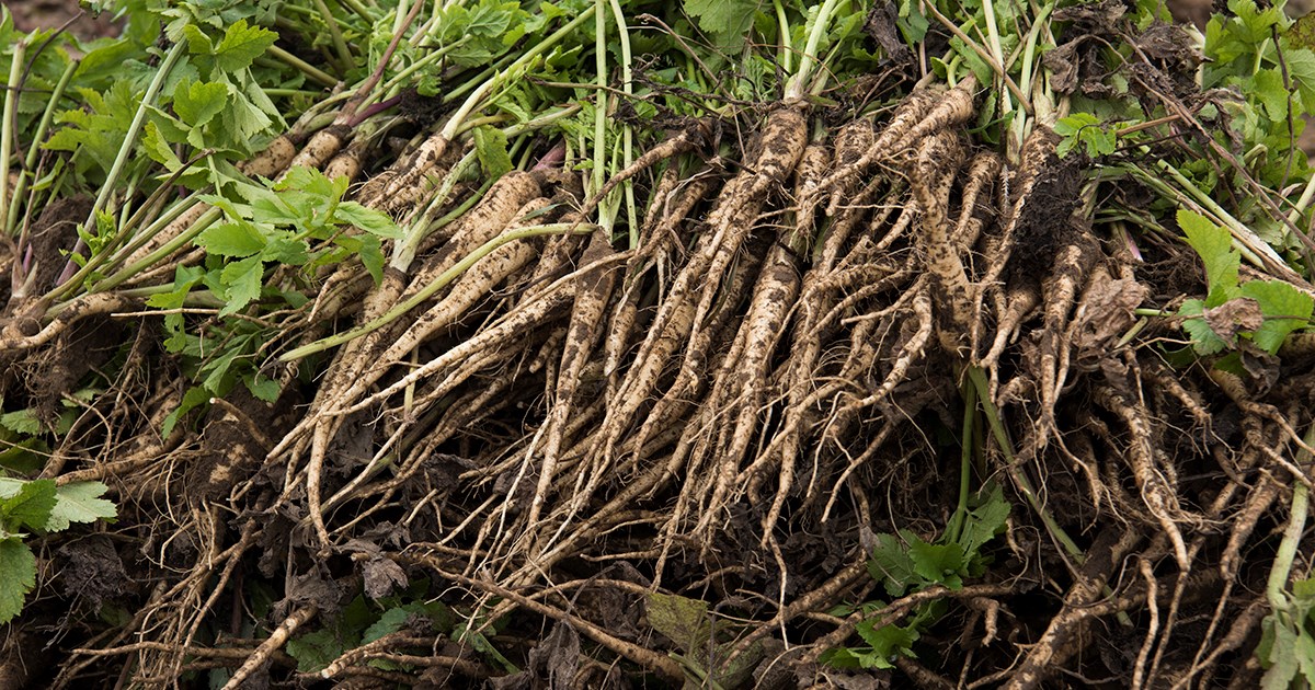 Picture a perfect parsnip: flavorful, versatile & delicious | The Chef's  Garden