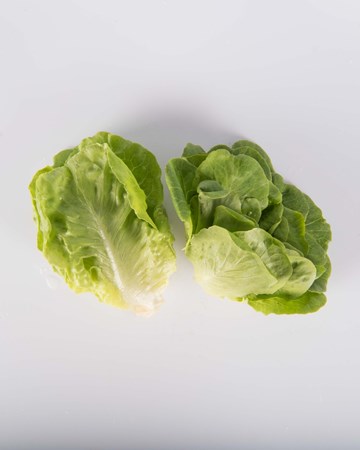 Lettuce-Green-Bibb-Baby-Isolated