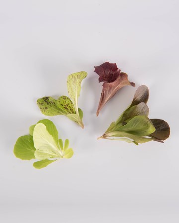 Lettuce-Petite-Isolated