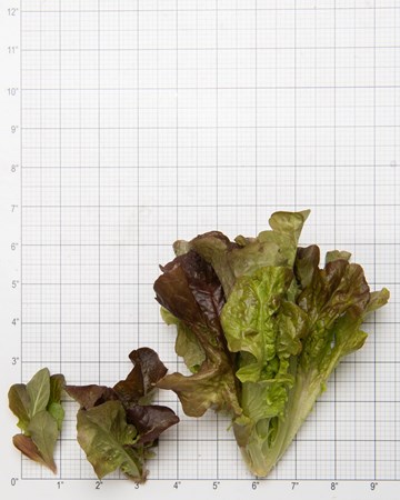 Lettuce-Oak-Red-Size-Grid