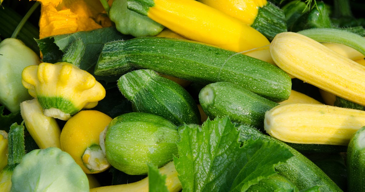 zephyr zucchini yellow green zucchini with almond flavor the