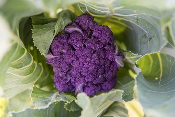 Mulberry Purple Cauliflower