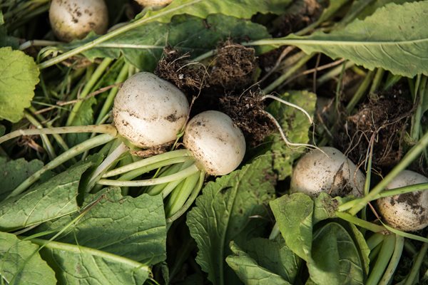 White Turnip Harvest