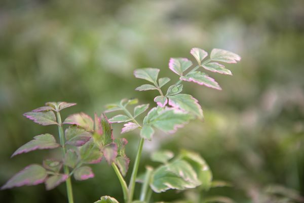 Pink Tipped Parsley