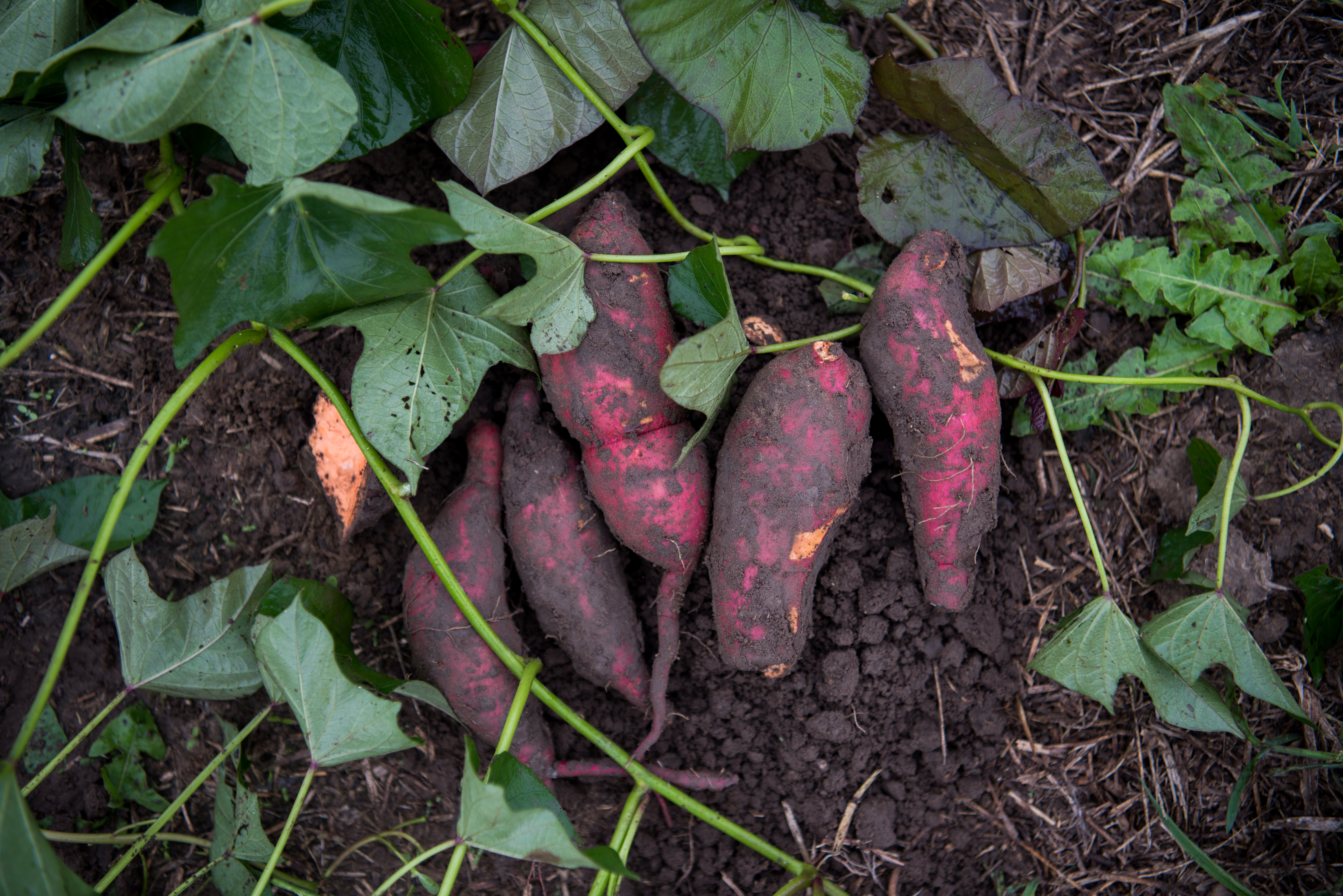 Red Potato Size Chart