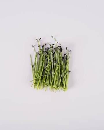 Parsley root price