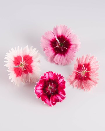 Mixed frilled dianthus: edible flowers with eye-catching appeal | The ...