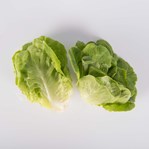 Bibb Lettuce
