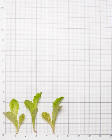 Lettuce-Crispleaf-Painted-Petite-Size-Grid