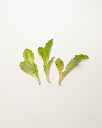 Lettuce-Crispleaf-Painted-Petite