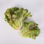 Crispleaf Lettuce