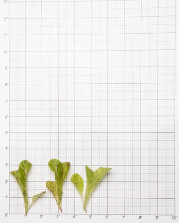 Lettuce-Crispleaf-Speckled-Petite-Size-Grid