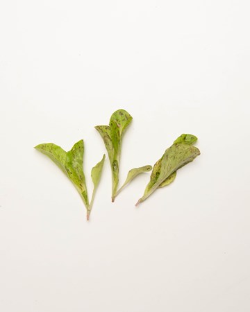 Lettuce-Crispleaf-Speckled-Petite