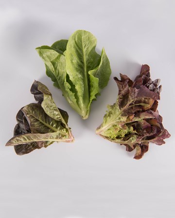Lettuce-Baby-Isolated