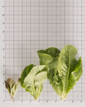 Lettuce-Size Grid