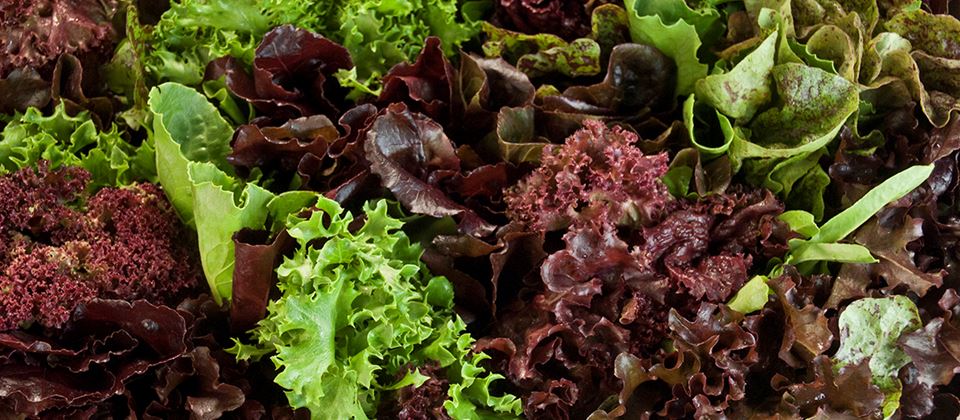 petite mixed lettuce delicious