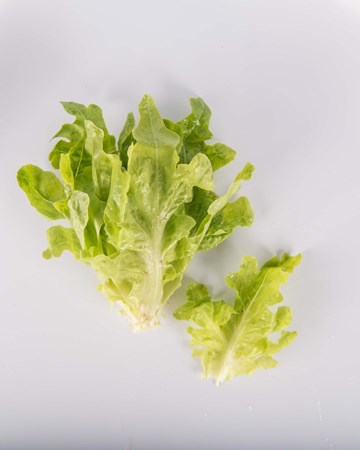Lettuce-Green-Oak-Baby-Isolated