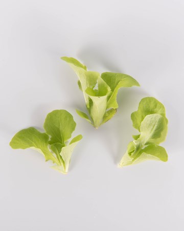Lettuce-SGreen-Oak-Petite-Isolated