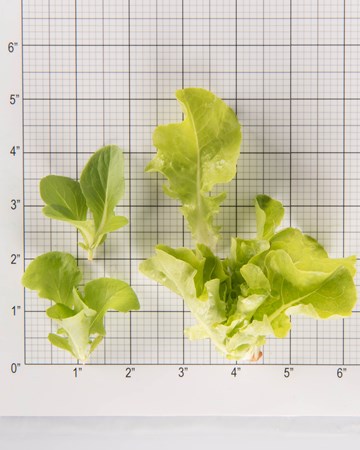 Lettuce-SGreen-Oak-Size-Grid