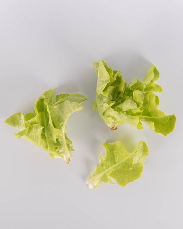 Lettuce-SGreen-Oak-Ultra-Isolated