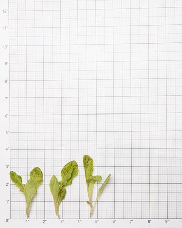 Lettuce-Painted-Oak-Petite-Size-Grid