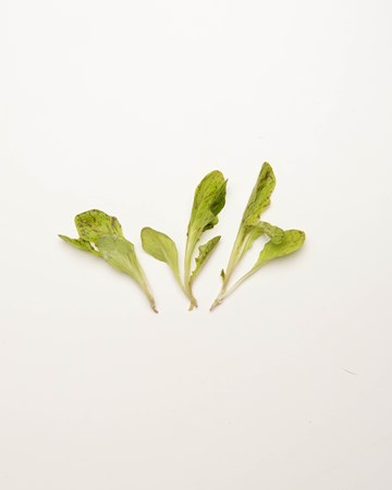 Lettuce-Painted-Oak-Petite