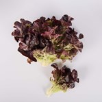 Oak Lettuce