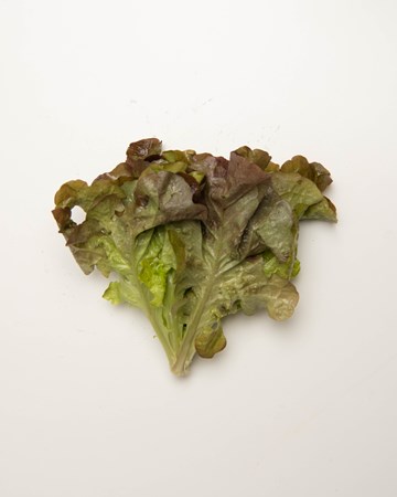 Lettuce-Oak-Red-Baby