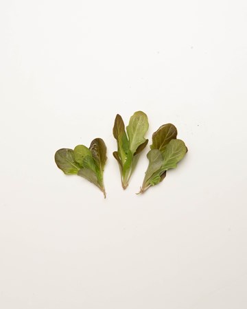 Lettuce-Oak-Red-Petite