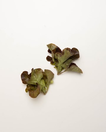 Lettuce-Oak-Red-Ultra