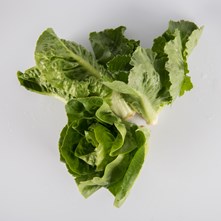 Green Romaine Lettuce