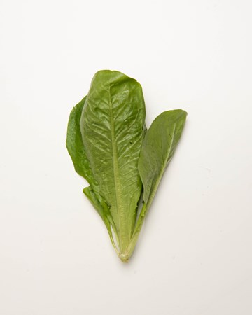 Lettuce-Romaine-Green-Baby