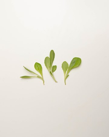 Lettuce-Romaine-Green-Petite