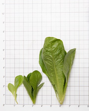 Lettuce-Romaine-Green-Size-Grid