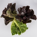 Romaine Lettuce