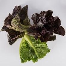 Romaine Lettuce