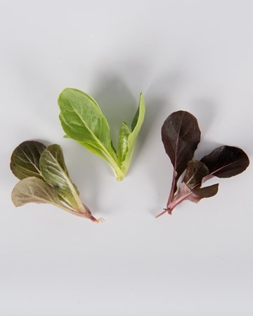 Lettuce-Romaine-Mixed-Petite-isolated