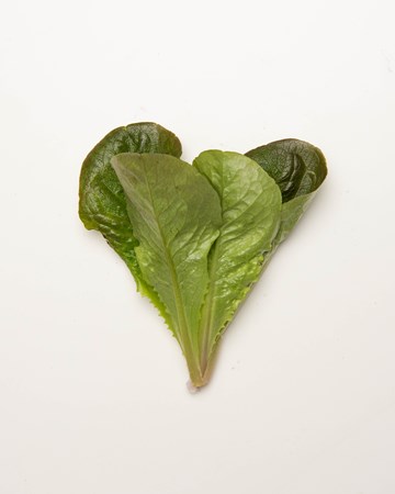 Lettuce-Romaine-Red-Baby