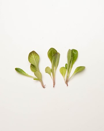 Lettuce-Romaine-Red-Petite