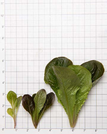 Lettuce-Romaine-Red-Size-Grid