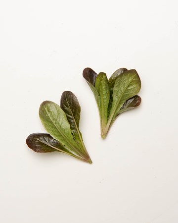 Lettuce-Romaine-Red-Ultra