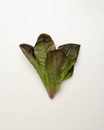 Lettuce-Romaine-Red-Rose-Baby