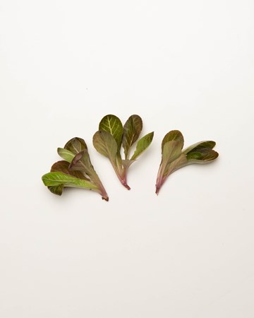 Lettuce-Romaine-Red-Rose-Petite