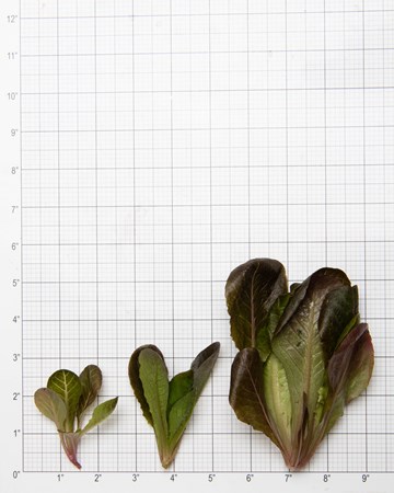 Lettuce-Romaine-Red-Rose-Size-Grid