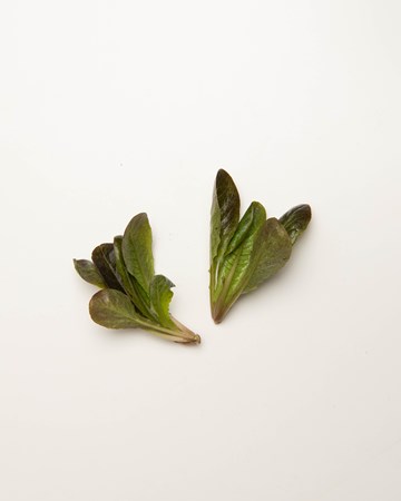 Lettuce-Romaine-Red-Rose-Ultra