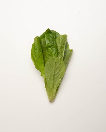 Lettuce-Winter-Density-Baby