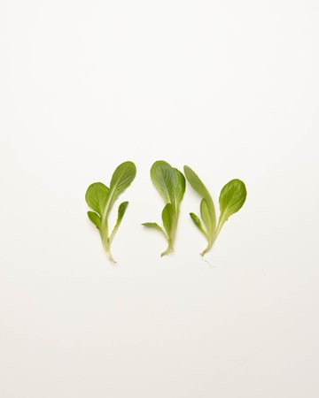 Lettuce-Winter-Density-Petite