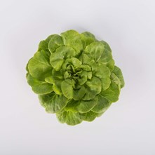 Green Lettuce Rosettes