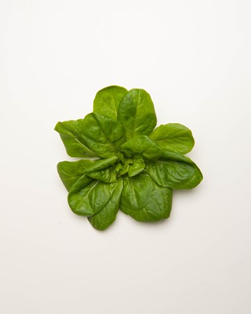 Lettuce-Rosettes-Green-Baby