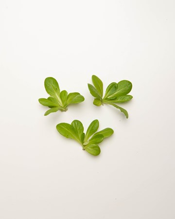 Lettuce-Rosettes-Green-Petite